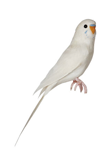Kanariefugl-hvid-fra-Puebco