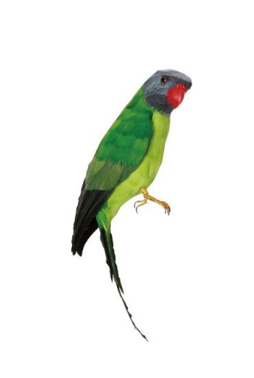 Papegoeje-groen-fra-Puebco