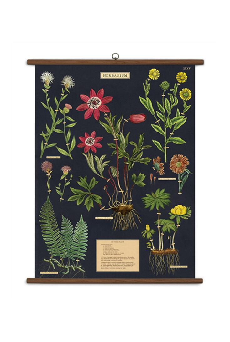 school-herbarium