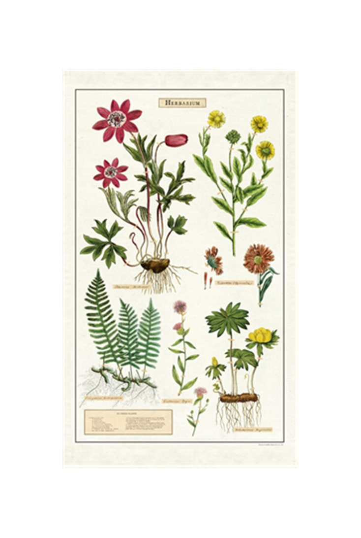 tt-herbarium