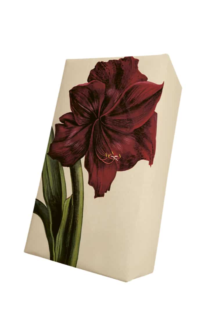 amaryllis-haandsaebe
