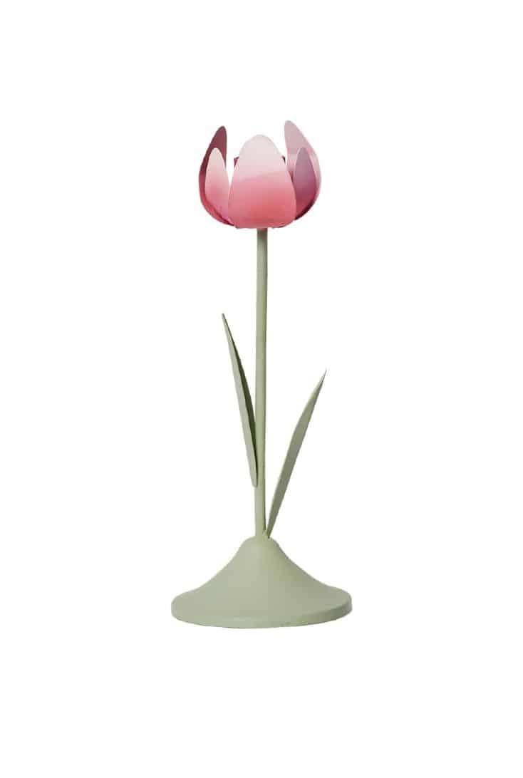 pink-tulipan