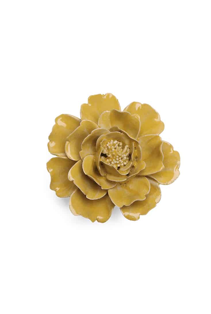 burnt-yellow-rose
