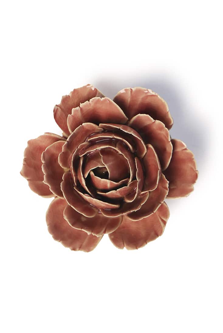 champagne-pink-english-rose