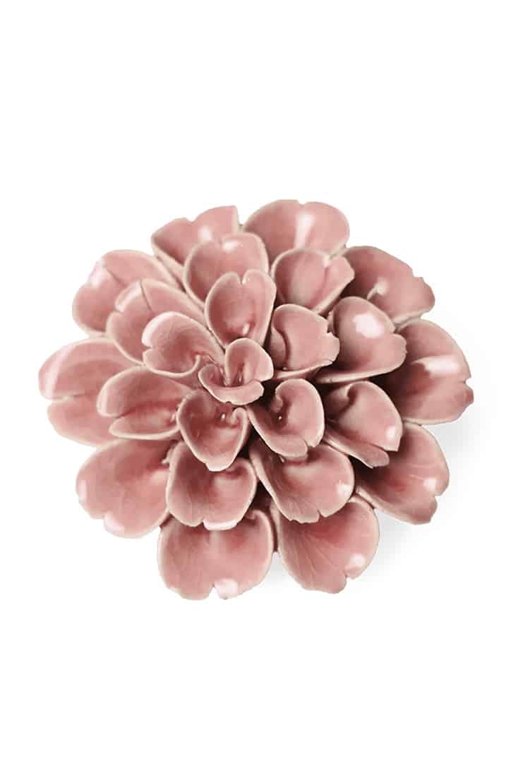 champagne-pink-hyadrangea