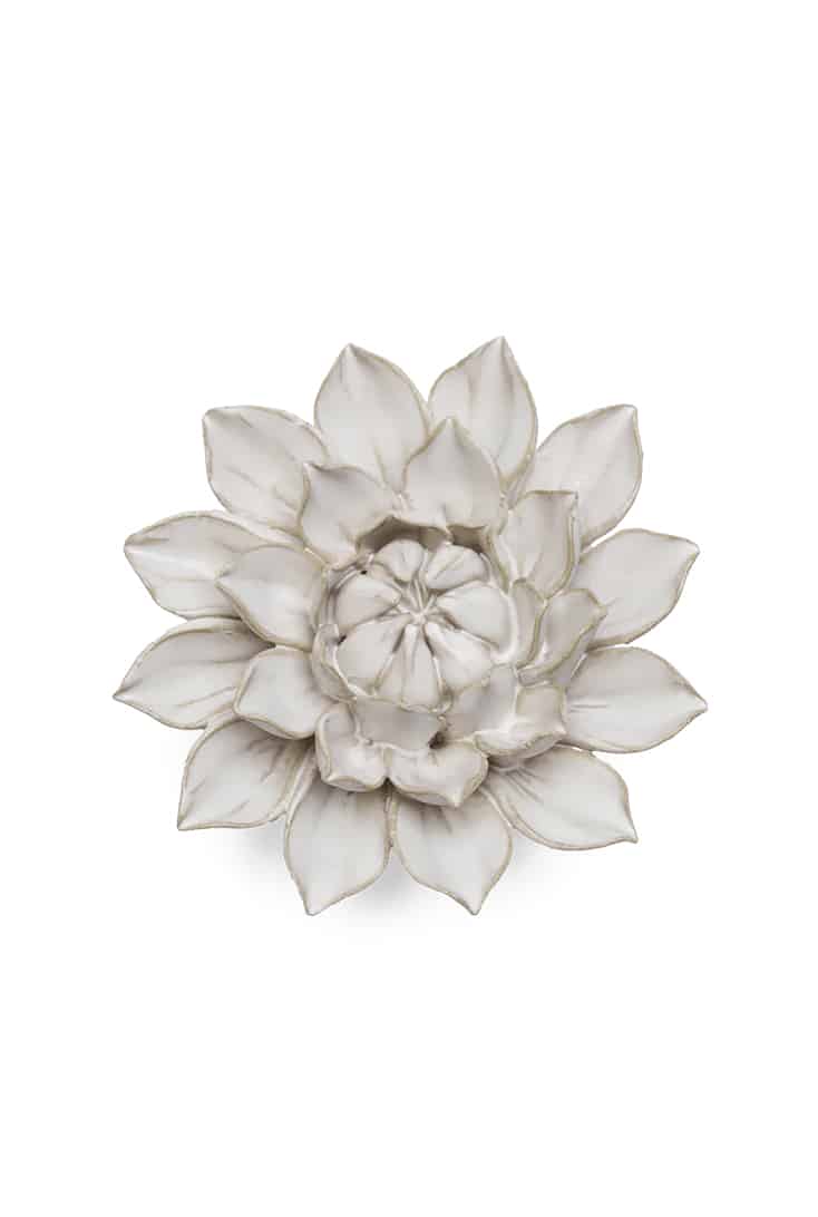 CO01-ivory-monch-aster
