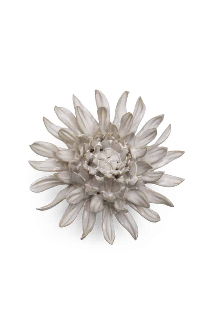 CO04-ivory-spider-mum