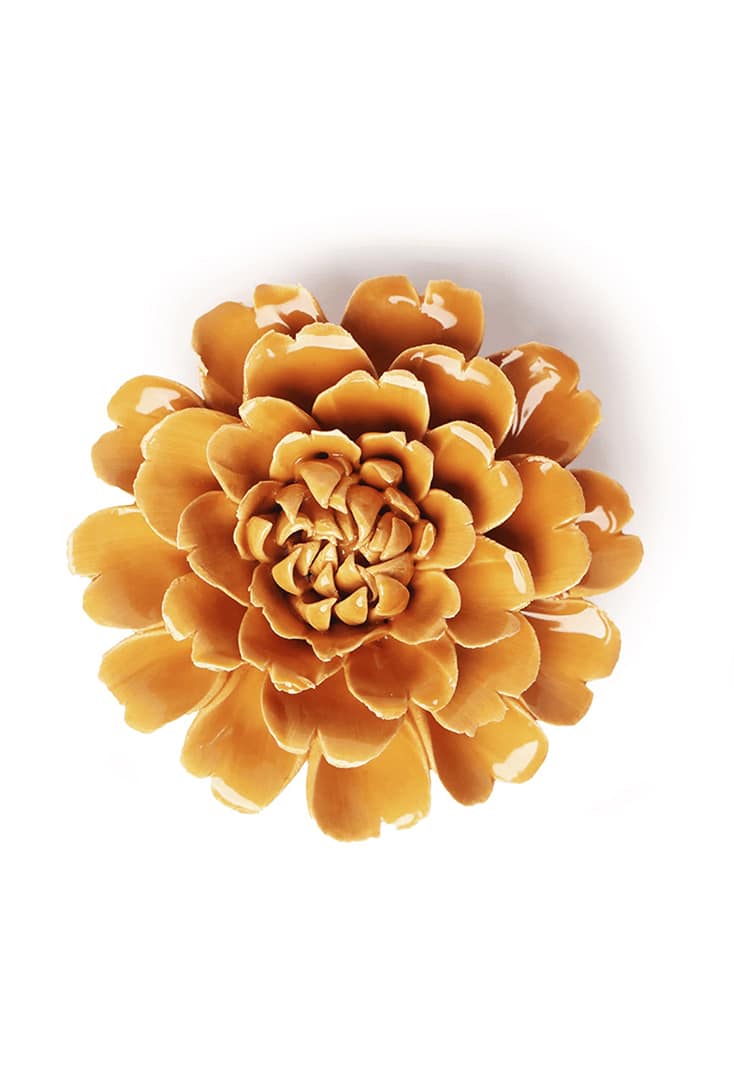 EG44-orange-fiesta-marigold