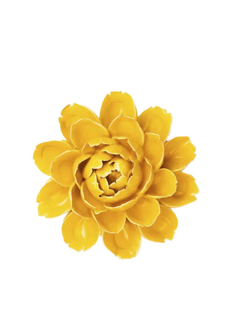 FR14-burnt-yellow-empire-cabbage-flower