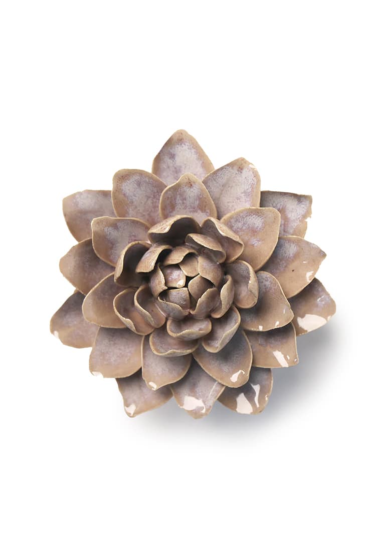 FR21-pink-sand-starbrite-water-lily