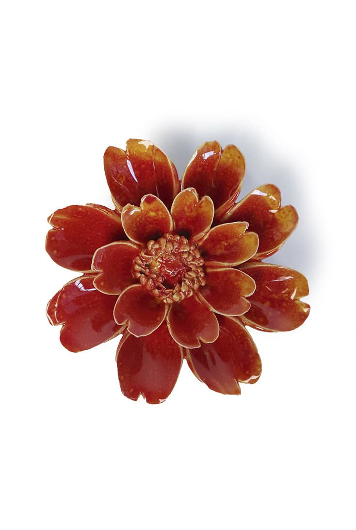 FR29-orange-yellow-paris-daisy