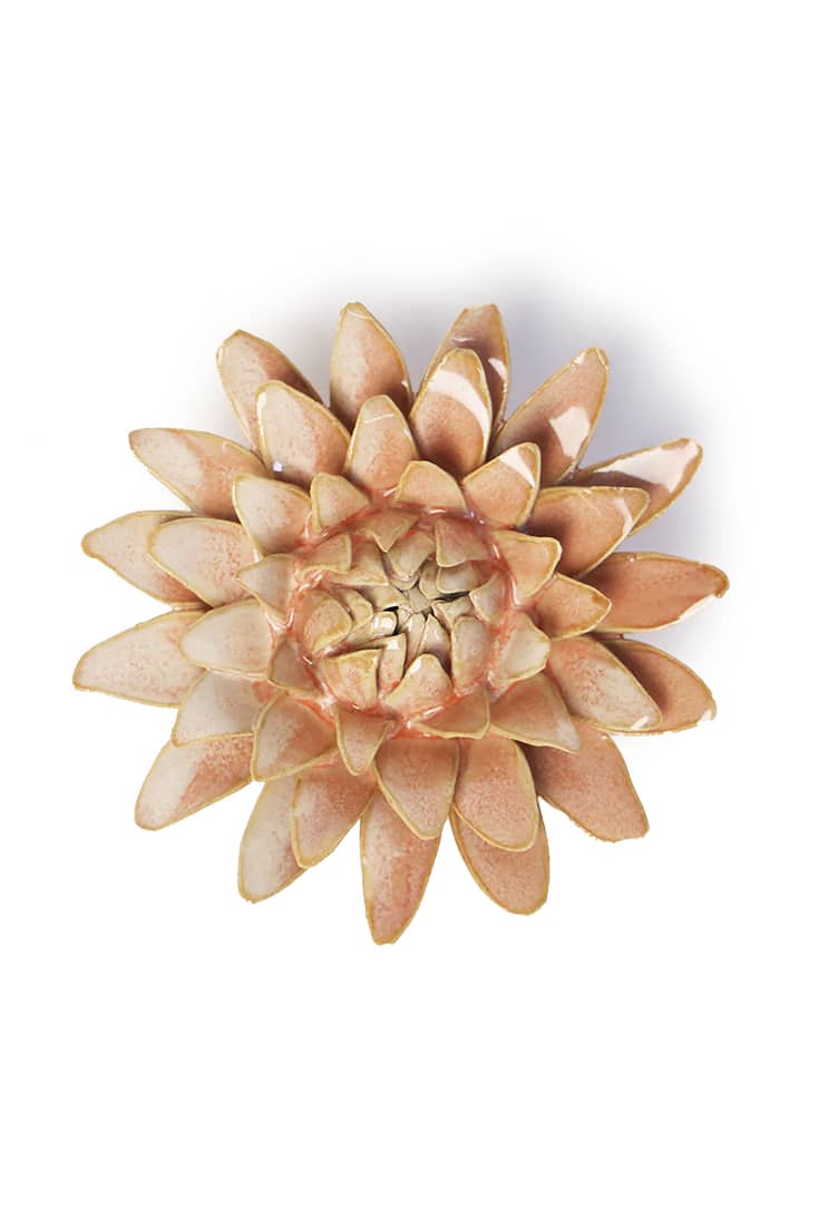 FR30-peach-pink-strawflower