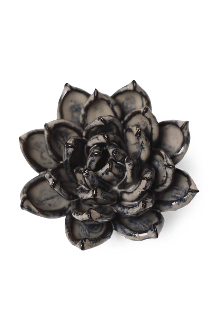JA08-latte-lola-echeveria
